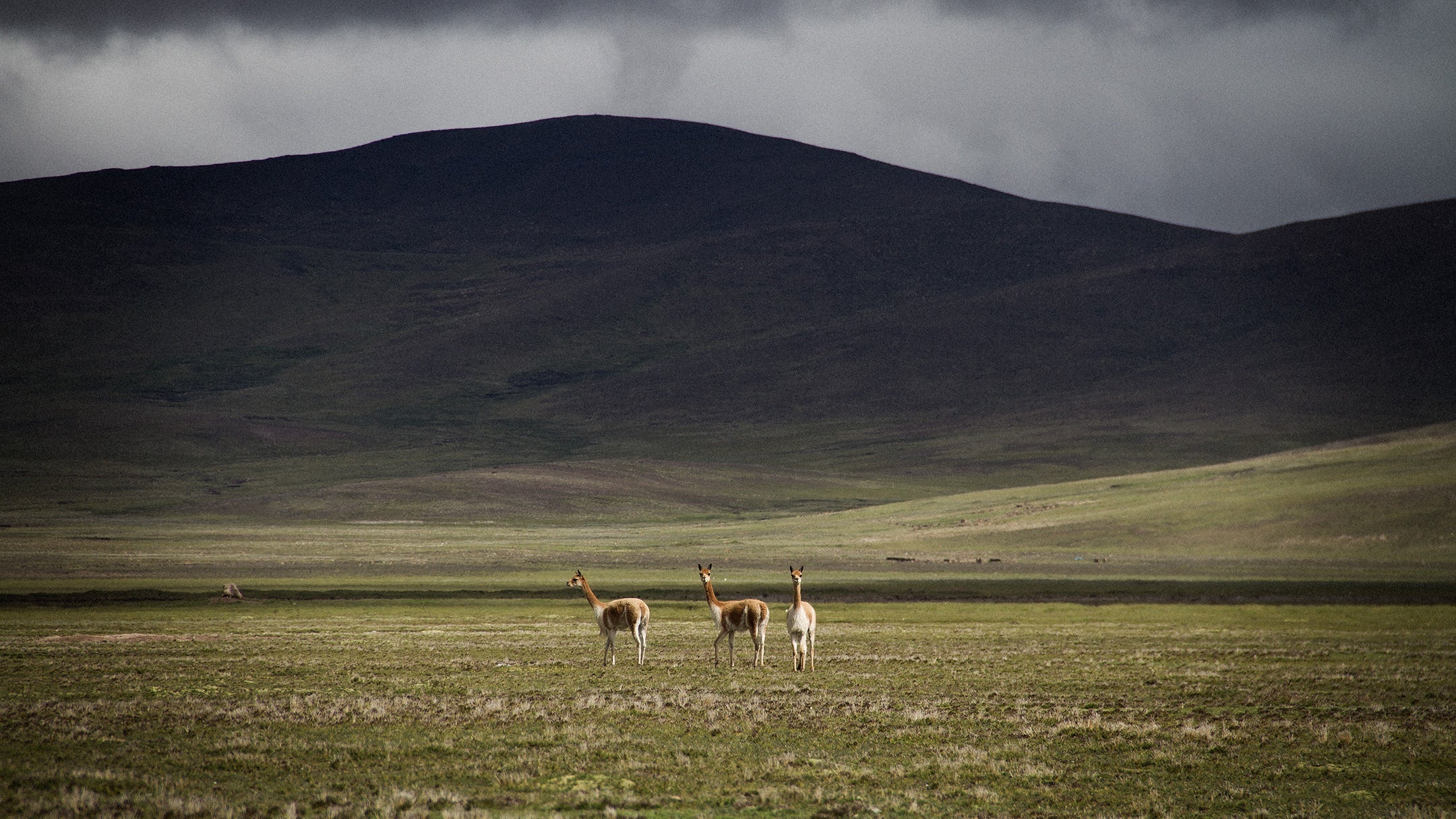VICUNA