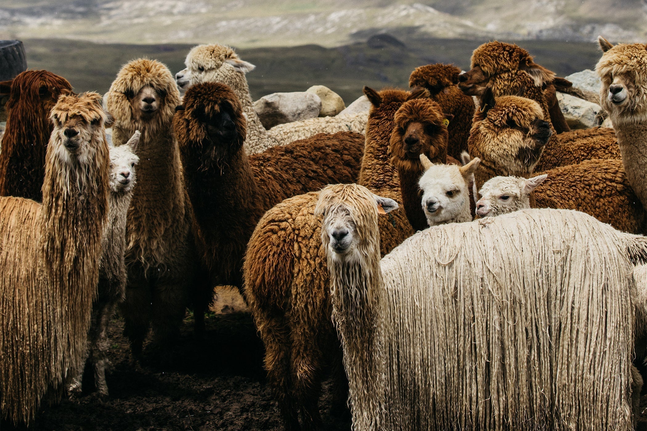 Suri Alpaca