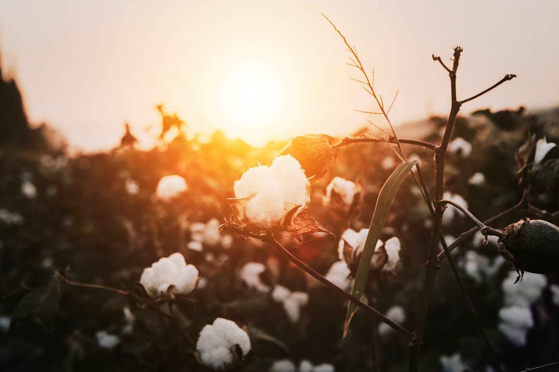 Our natural Pima cotton story