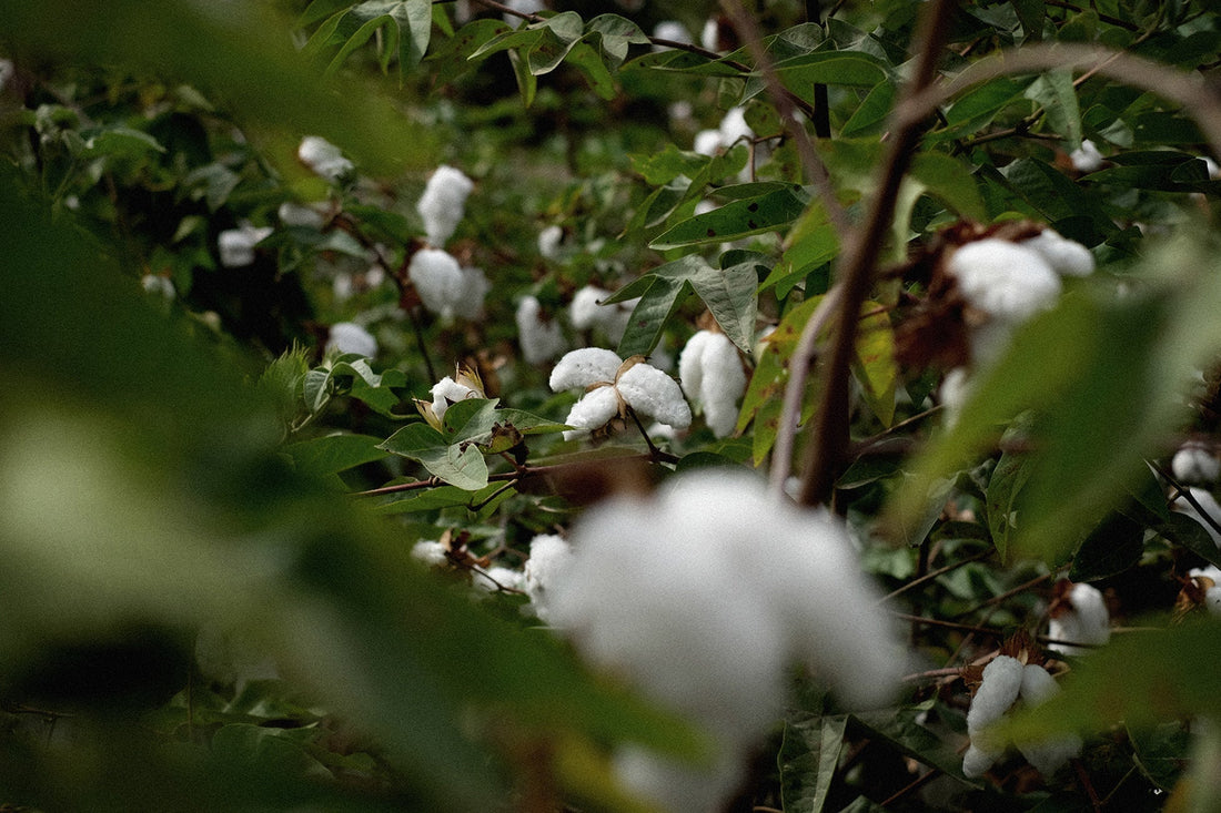 NATURAL COTTON