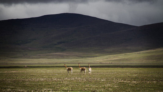 VICUNA