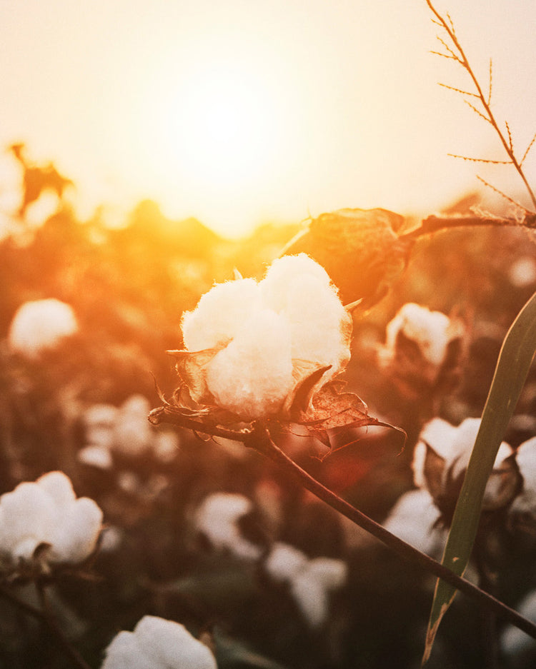 cotton1 (2)