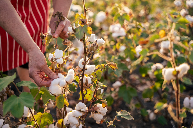 cotton2