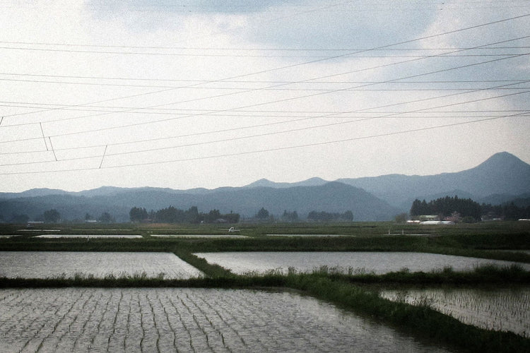 cotton_field_02
